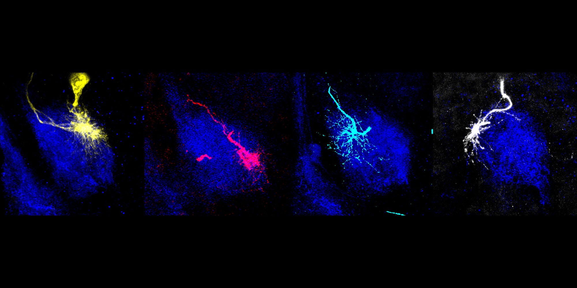 sniffing-out-a-target-elife-science-digests-elife