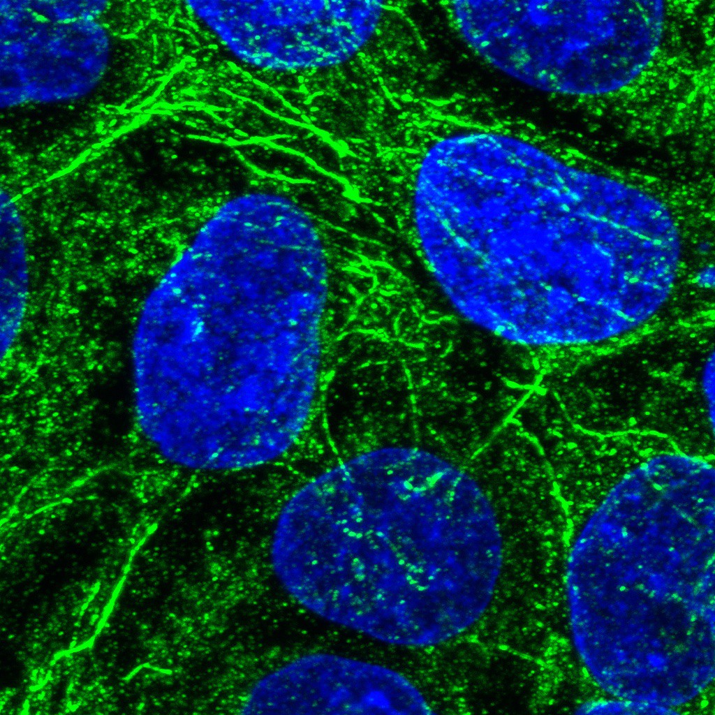 Sharing is caring | eLife Science Digests | eLife