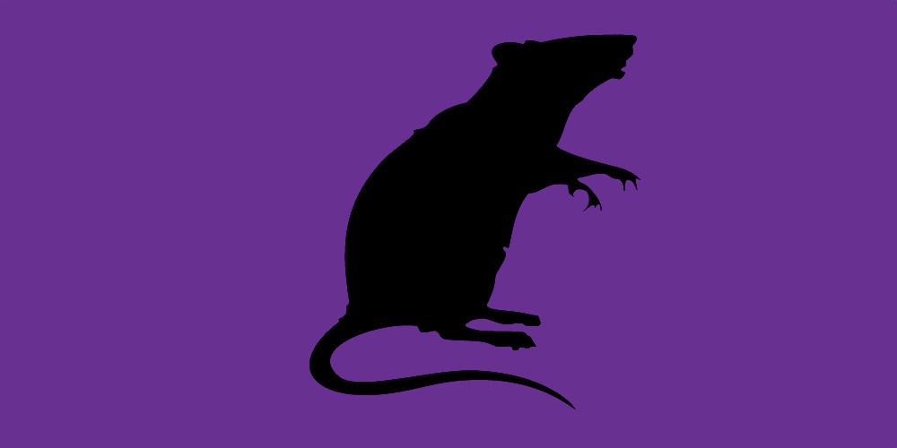 The Natural History of Model Organisms: The Norway rat, from an obnoxious  pest to a laboratory pet | eLife
