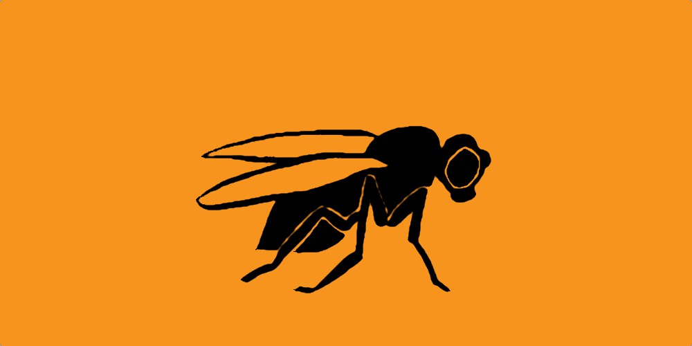 Natural Ways To Get Rid Of House Flies - Payne Pest MGMT