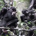 Neighboring communities of bonobos hunt different prey species