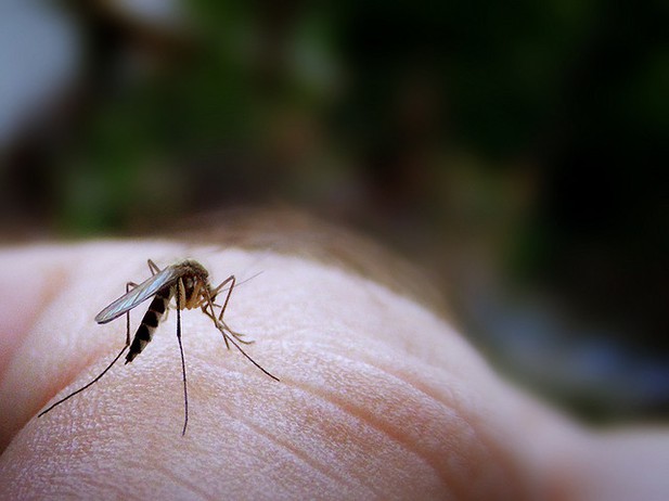 A mosquito feeding.