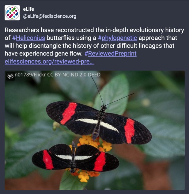 A post on Mastodon by eLife that states that the linked work is a preprint, uses hashtags for discoverability, includes a striking photo of Heliconius butterflies, and describes the potential applications of the research. 