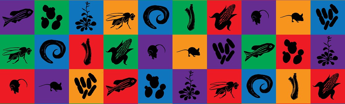 The Natural History of Model Organisms