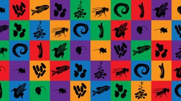 The Natural History of Model Organisms