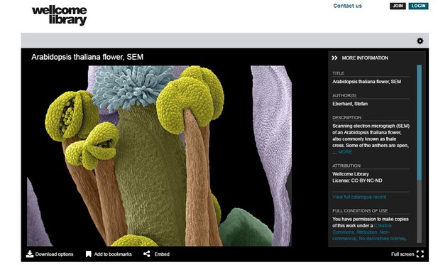 Using the Universal Viewer to view an IIIF image