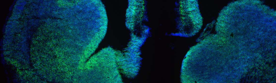 December 2019 Elife December 2019 Elife