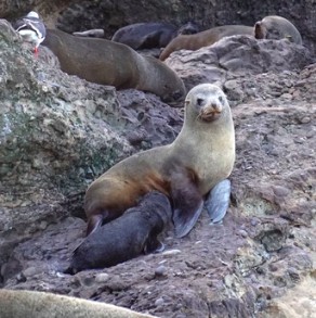 South American fur seals