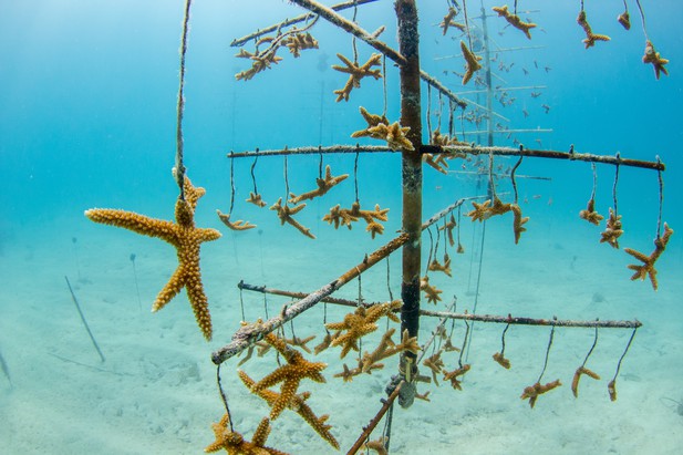 Critically endangered staghorn corals are benefiting from coral