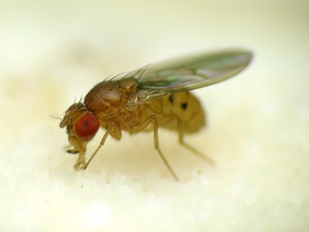 Image of the Month: Fruit flies and humans - Baylor College of