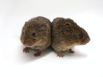 What Is a Vole?