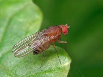 The Crazy Connection Between Flies and Obesity