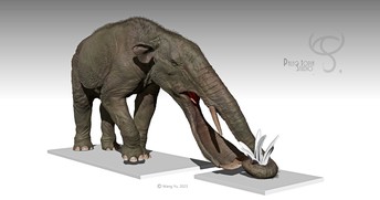 How shifting climates may have shaped early elephants' trunks, For the  press