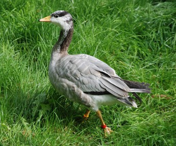 Slowed metabolism helps migrating geese soar | For the press | eLife