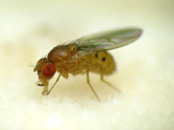 How fruit flies flock together in orderly clusters | For the press | eLife