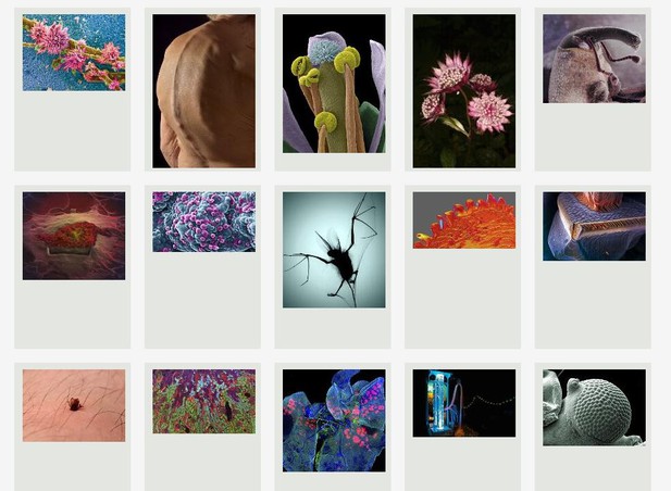 An IIIF collection of biomedical images (from the Wellcome Library https://alpha.wellcomelibrary.org/collections/biomed