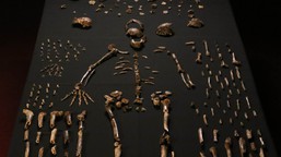 Meet <i>Homo naledi</i>