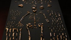 Meet <i>Homo naledi</i>