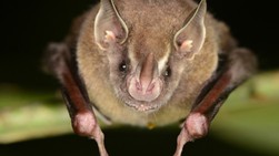 Picture of the bat Artibeus watsonii