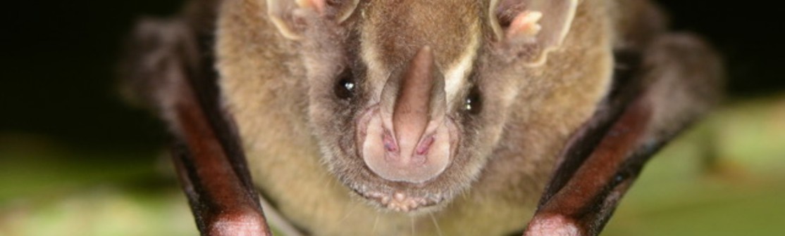 Picture of the bat Artibeus watsonii