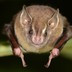Picture of the bat Artibeus watsonii