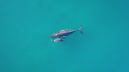 A humpback whale and her calf