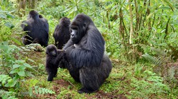 A young gorilla is supported by an older group member.