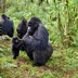 A young gorilla is supported by an older group member.