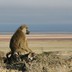 Male baboon looking into the distance