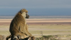 Male baboon looking into the distance