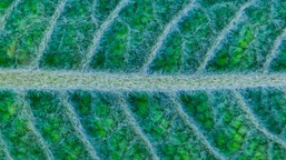 Yerba Santa leaf segment