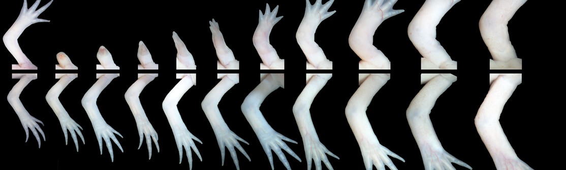 Time course of limb growth and regeneration on the Mexican Axolotl. 