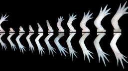 Time course of limb growth and regeneration on the Mexican Axolotl. 