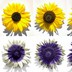 UV patterns in sunflowers