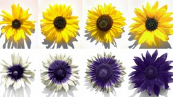 UV patterns in sunflowers