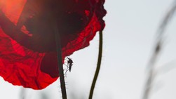 Mosquito on a poppy