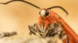 Picture of a Phauda flammans Walker moth