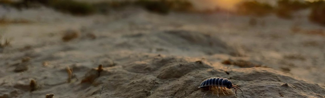 An isopod, well-adapted to the harsh conditions of arid-lands, crawls on the desert floor in search of leaf litter