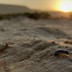 An isopod, well-adapted to the harsh conditions of arid-lands, crawls on the desert floor in search of leaf litter