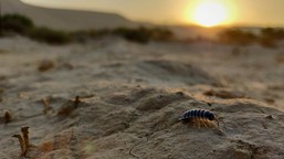 An isopod, well-adapted to the harsh conditions of arid-lands, crawls on the desert floor in search of leaf litter