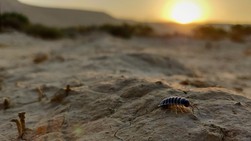 An isopod, well-adapted to the harsh conditions of arid-lands, crawls on the desert floor in search of leaf litter
