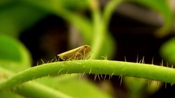 Image of the female leafhopper Macrosteles quadrilineatus