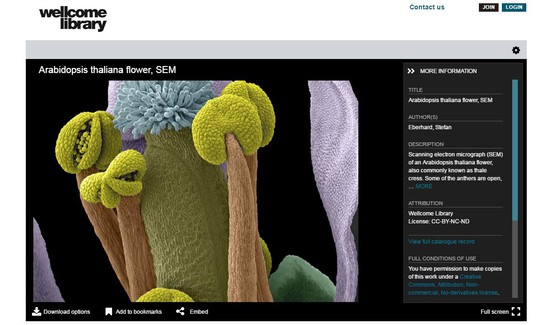 Using the Universal Viewer to view an IIIF image