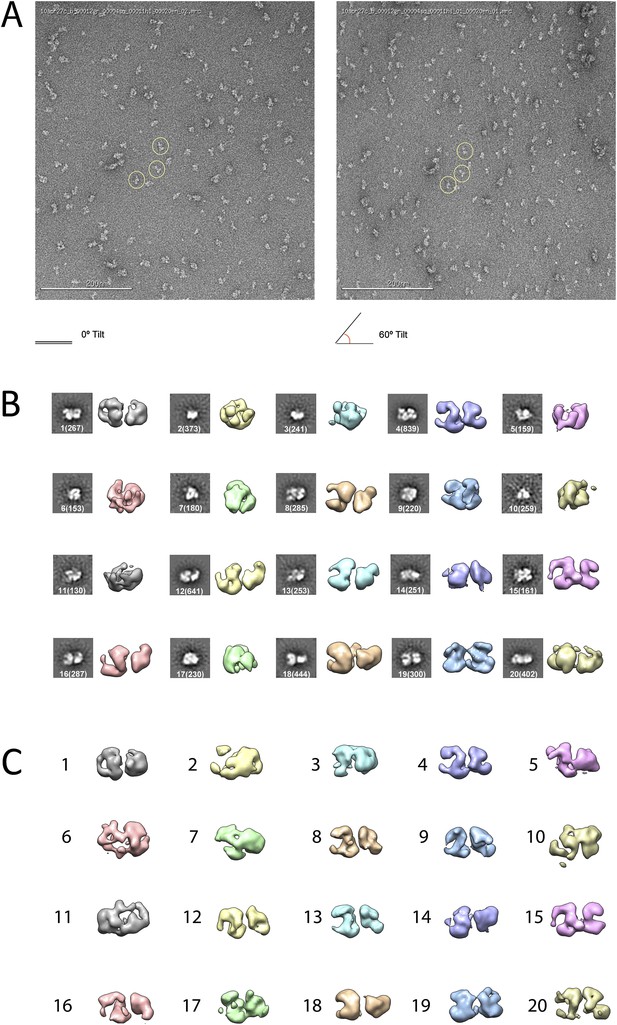 Figures And Data In Molecular Architecture Of Human Polycomb Repressive