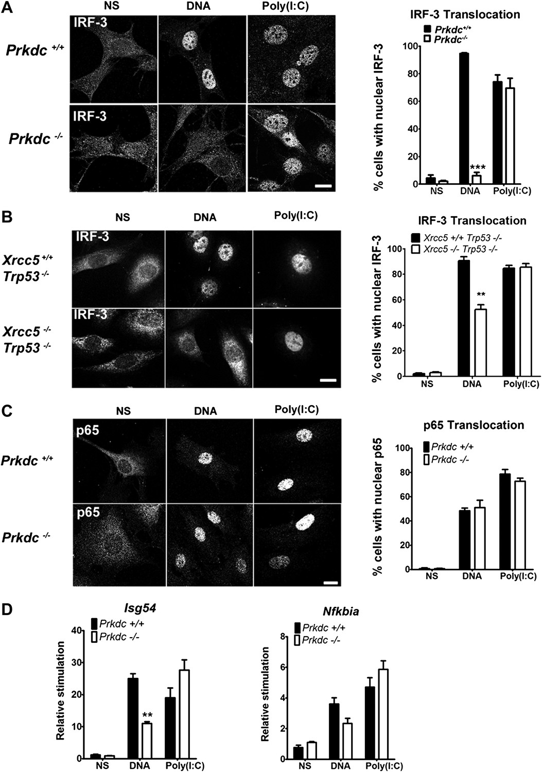 Figures And Data In Dna Pk Is A Dna Sensor For Irf Dependent Innate