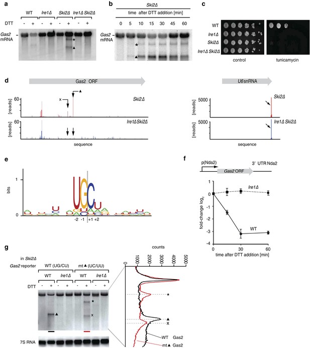 The unfolded protein response in fission yeast modulates stability of ...