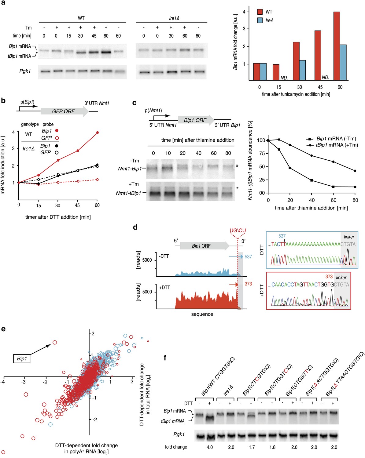 The unfolded protein response in fission yeast modulates stability of ...