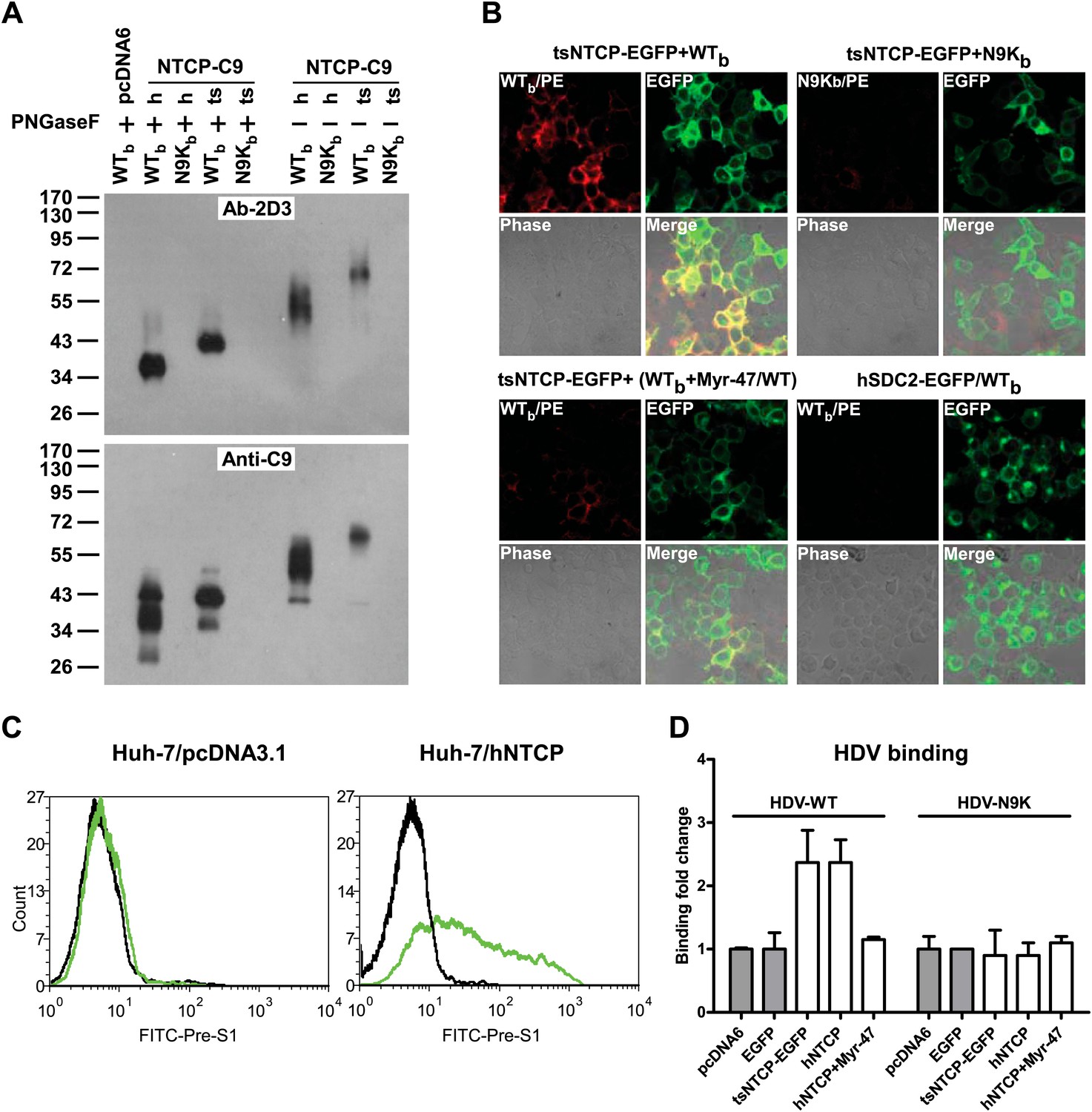 Sodium taurocholate cotransporting polypeptide is a functional receptor ...