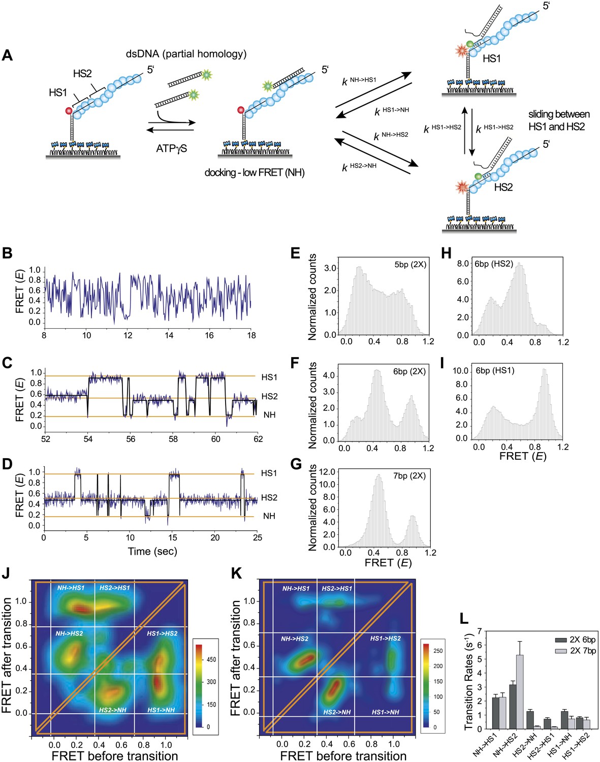 Figures and data in RecA filament sliding on DNA facilitates homology ...