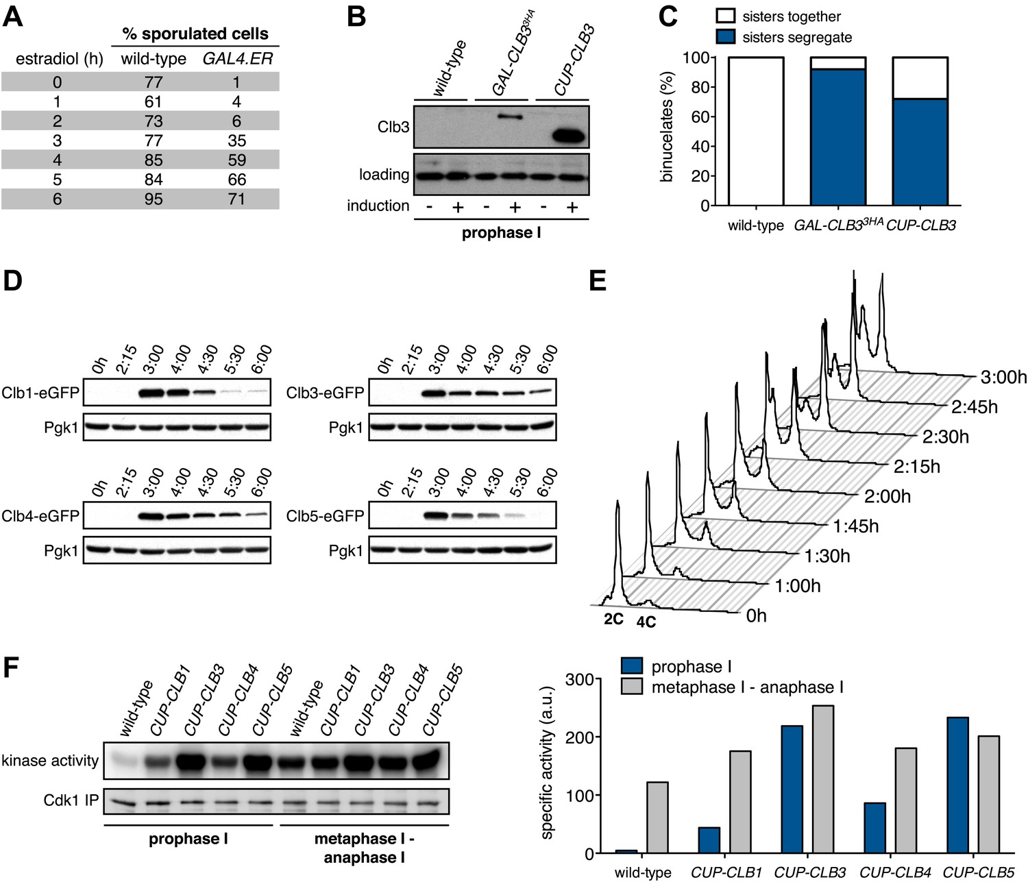 Meiosis I chromosome segregation is established through regulation of ... Biology Diagrams